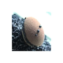 FLEXIPAN Moule Silicone|Demi-Oeufs - Moule silicone